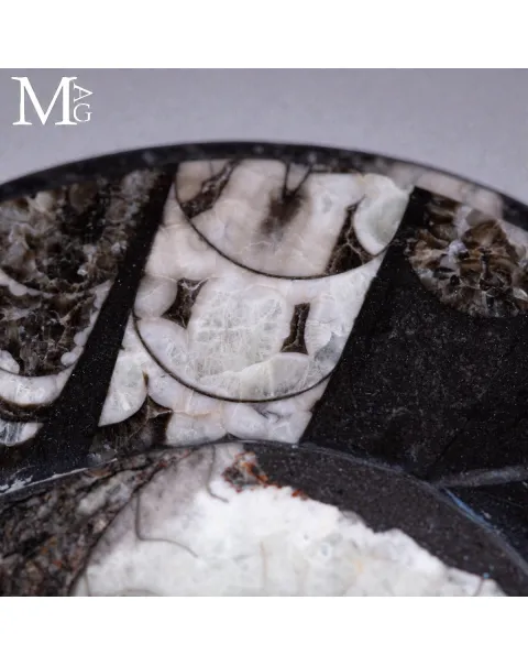 Contenitore in Roccia fossilifera - Ammonite e Orthoceras