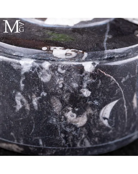 Contenitore in Roccia fossilifera - Ammonite e Orthoceras