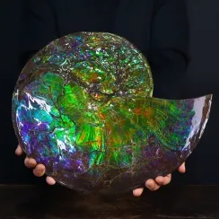 Ammolite - Gemme Fossili Caleidoscopiche (26)
