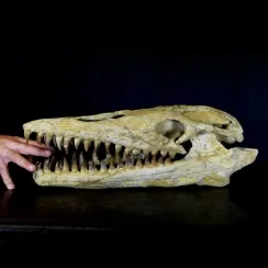 Dinosauri e Rettili (71)