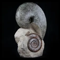 Nautilus (36)