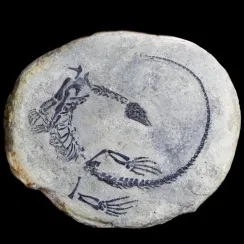 Claudiosaurus Germaini (2)