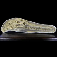 Dyrosaurus (1)