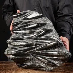 Orthoceras Molluschi Marini - Fossili (29)