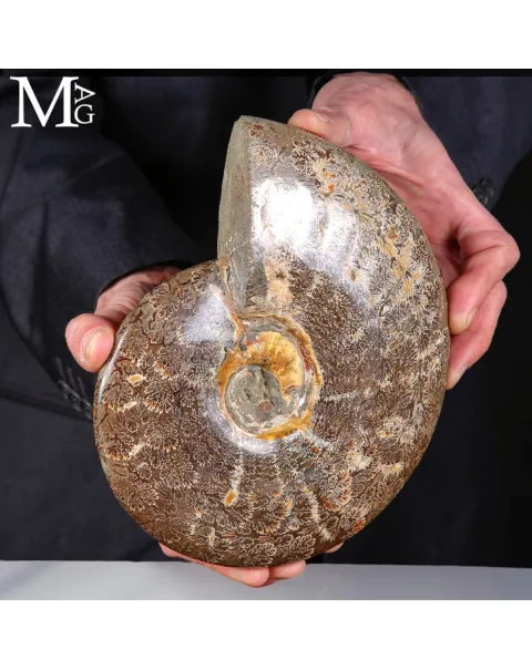 Ammonite Fossile – Cretaceo, Madagascar.