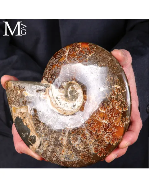 Ammonite Fossile – Cretaceo, Madagascar.