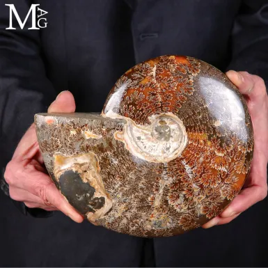 Ammonite Fossile – Cretaceo, Madagascar.