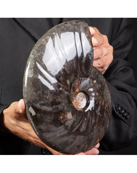 Splendida Ammonite Cleoniceras Nera Lucida.