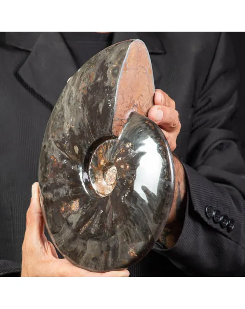 Splendida Ammonite Cleoniceras Nera Lucida.