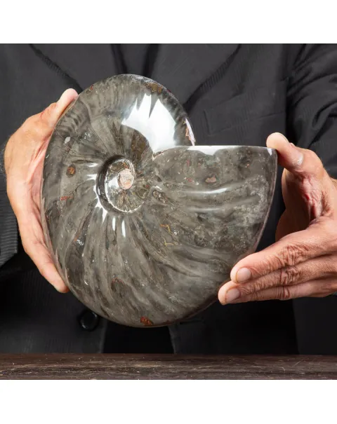 Splendida Ammonite Cleoniceras Nera Lucida.