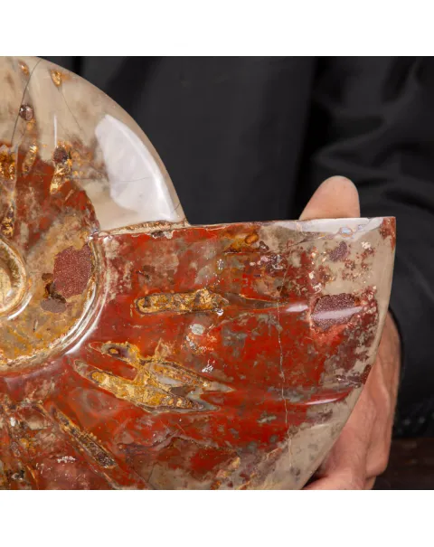 Ammonite Fossile specie Cleoniceras Lucidata.