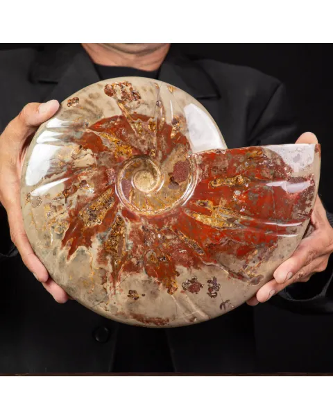 Ammonite Fossile specie Cleoniceras Lucidata.