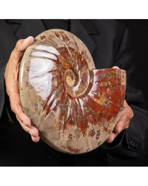Ammonite Fossile specie Cleoniceras Lucidata.