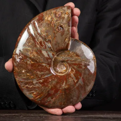 Ammonite Cleoniceras con Striature Rosse e Grigie.