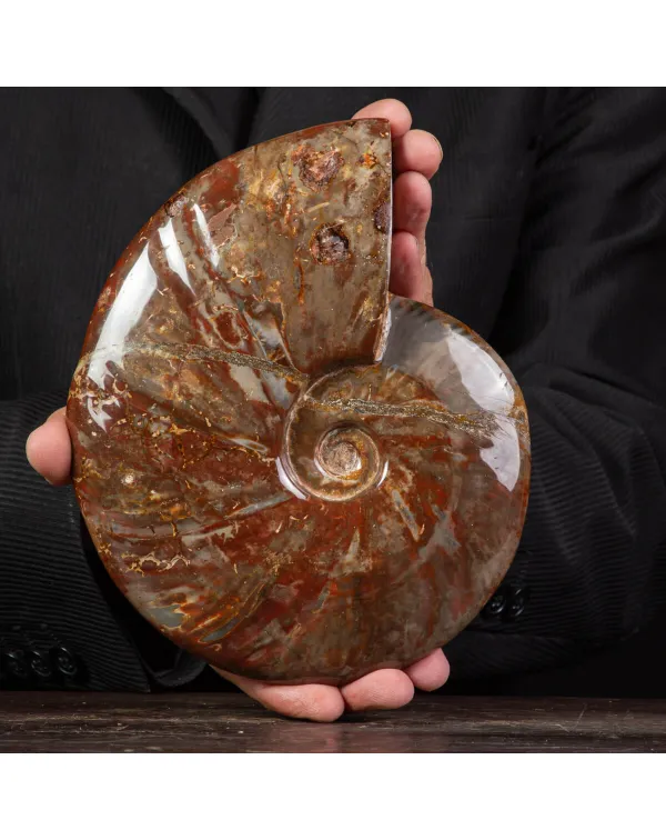 Ammonite Cleoniceras con Striature Rosse e Grigie.