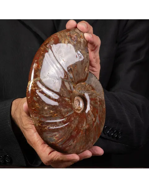 Ammonite Cleoniceras con Striature Rosse e Grigie.