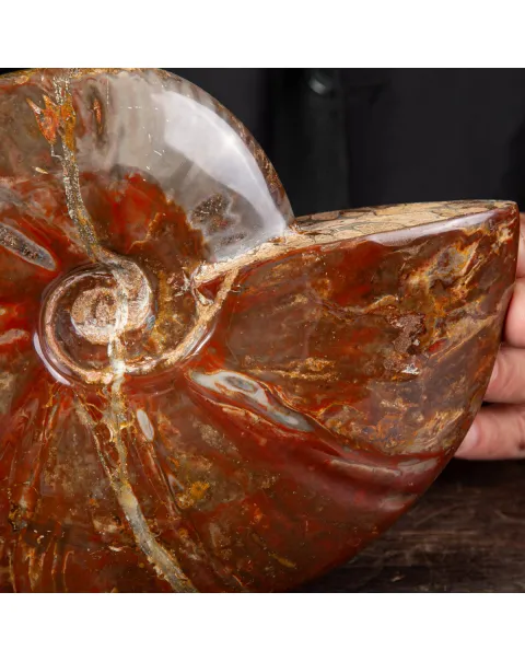 Ammonite Cleoniceras con Striature Rosse e Grigie.