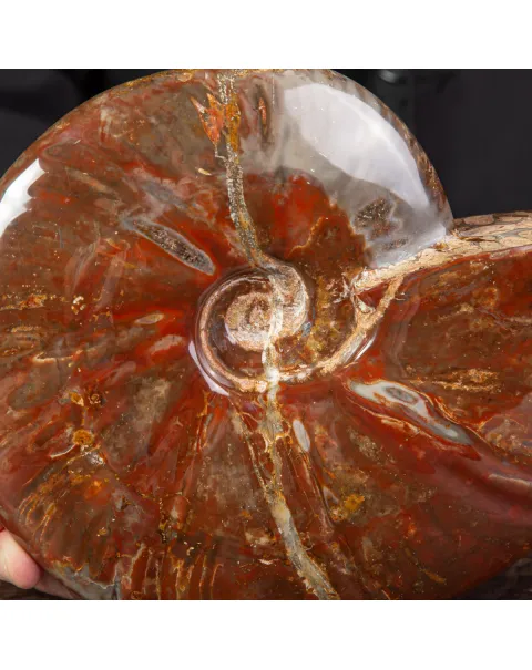 Ammonite Cleoniceras con Striature Rosse e Grigie.