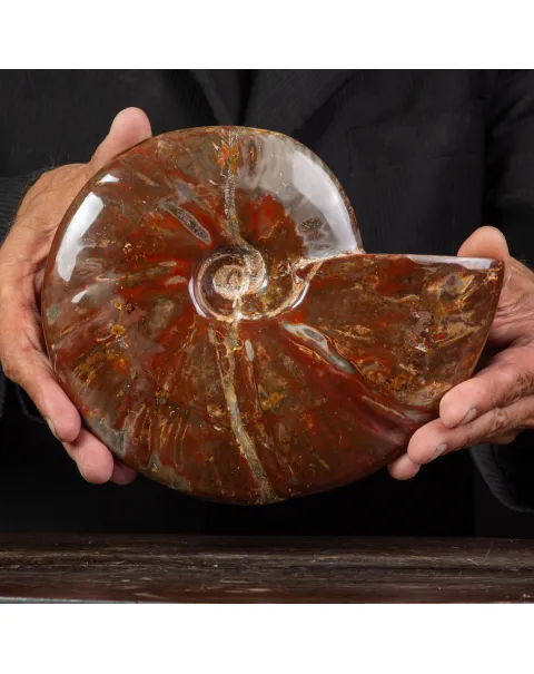 Ammonite Cleoniceras con Striature Rosse e Grigie.
