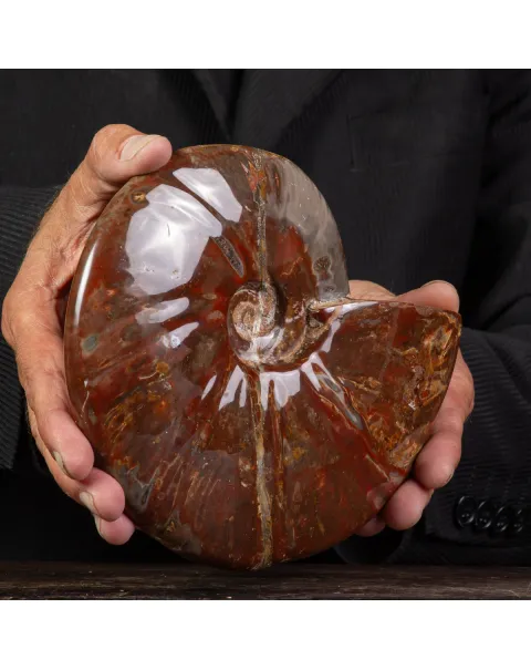Ammonite Cleoniceras con Striature Rosse e Grigie.