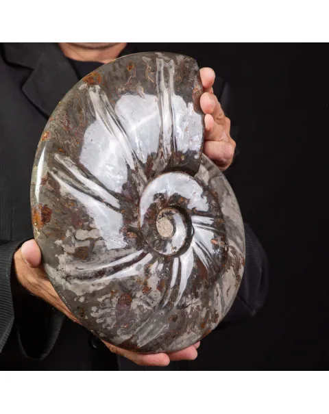 Fossile di Cleoniceras, l'Arte della Natura Antica.