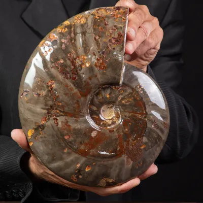 Ammonite Cleoniceras dal Madagascar.