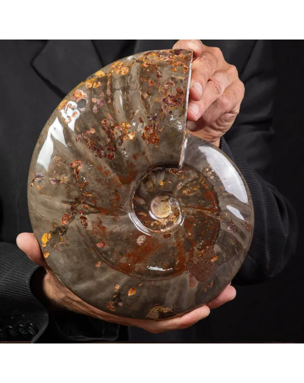 Ammonite Cleoniceras dal Madagascar.