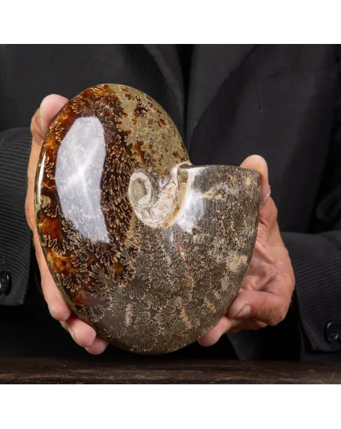 Ammonite Cleoniceras lucidata con Suture.
