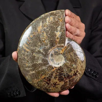 Ammonite Cleoniceras lucidata con Suture.