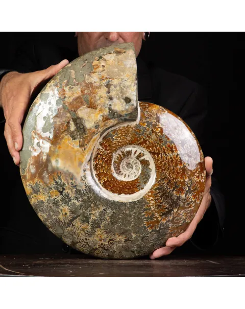 Grande ammonite fossile Cleoniceras – Madagascar