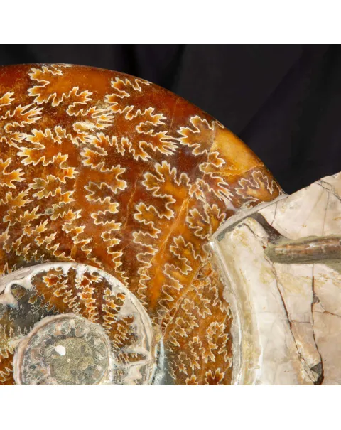 Grande ammonite fossile Cleoniceras – Madagascar