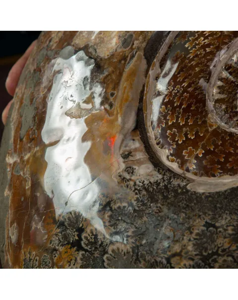 Grande ammonite fossile Cleoniceras – Madagascar