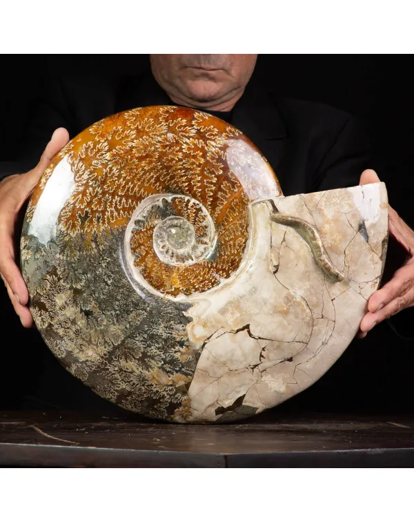 Grande ammonite fossile Cleoniceras – Madagascar