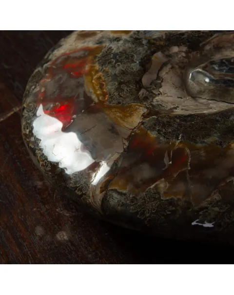 Ammonite Del Madagascar: Cleoniceras.