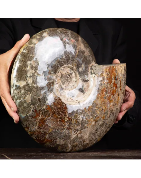 Ammonite Del Madagascar: Cleoniceras.