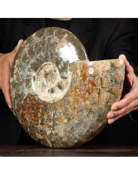 Ammonite Del Madagascar: Cleoniceras.
