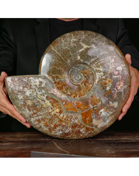 Esemplare di ammonite Cleoniceras.