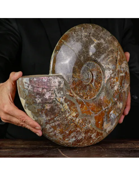 Esemplare di ammonite Cleoniceras.
