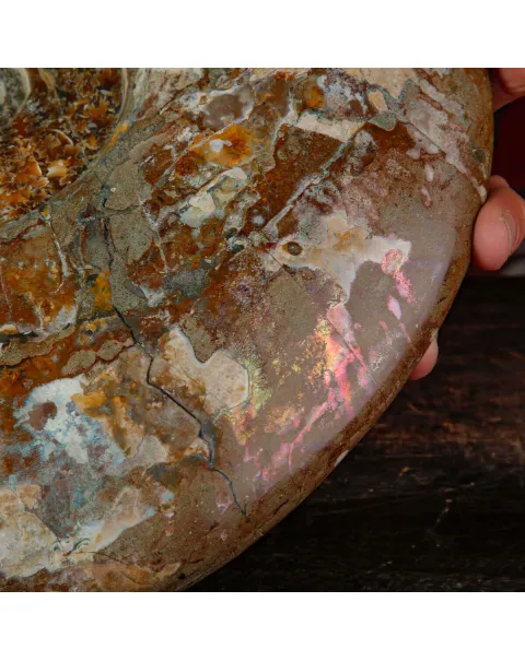 Esemplare di ammonite Cleoniceras.