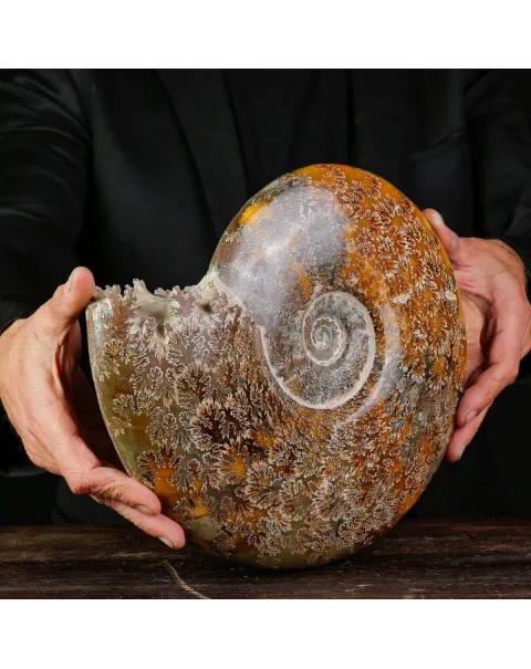 Cleoniceras Ammonite Fossile.