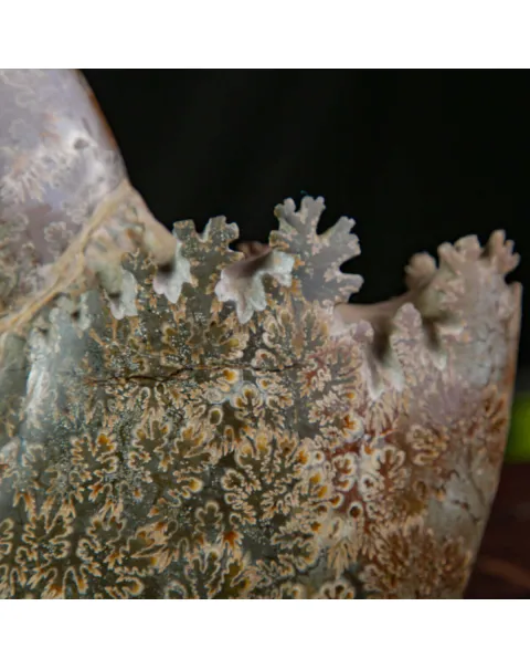 Cleoniceras Ammonite Fossile.