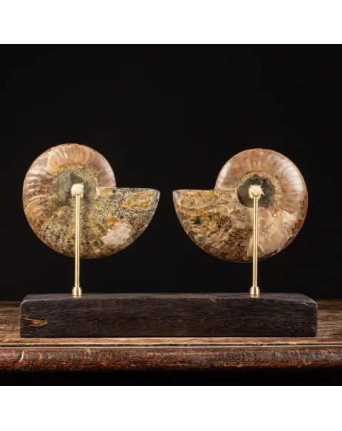 Cleoniceras Fossile Sezionato - Wunderkammer Moderna.