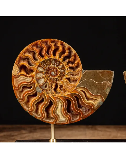 Cleoniceras Fossile Sezionato - Wunderkammer Moderna.