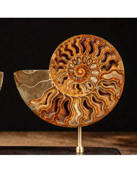 Cleoniceras Fossile Sezionato - Wunderkammer Moderna.