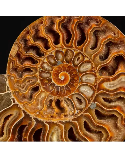 Cleoniceras Fossile Sezionato - Wunderkammer Moderna.