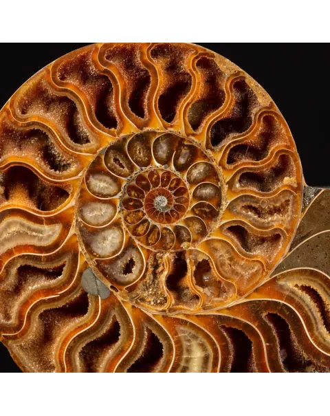 Cleoniceras Fossile Sezionato - Wunderkammer Moderna.