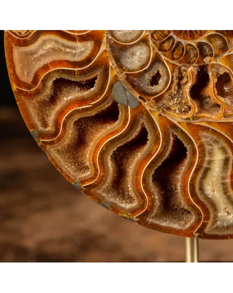 Cleoniceras Fossile Sezionato - Wunderkammer Moderna.