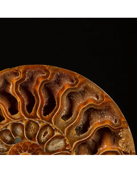 Cleoniceras Fossile Sezionato - Wunderkammer Moderna.