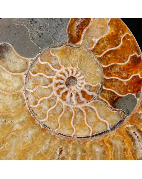 Ammonite Fossile Cleoniceras – Sezione con Camere Cristallizzate