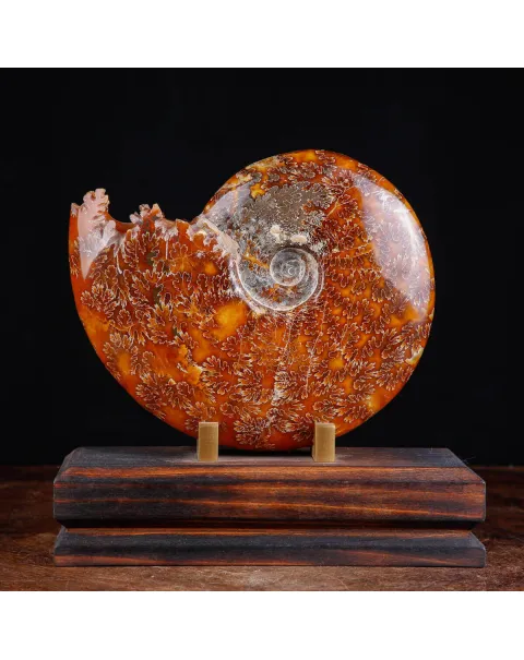 Ammonite su base decorativa in legno e ottone.